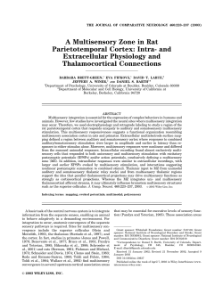 A multisensory zone in rat parietotemporal cortex