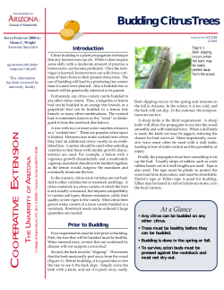 Budding Citrus Trees - CALS Cooperative Extension