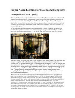 Proper Avian Lighting for Health and Happiness