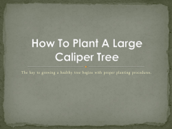 How To Plant A Large Caliper Tree