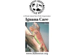 Iguana PDF - Happy Herps Reptile Rescue