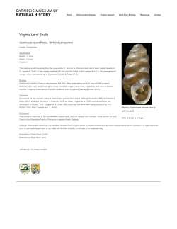 Mollusks : Carnegie Museum of Natural History