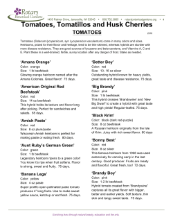 Tomatoes, Tomatillos and Husk Cherries