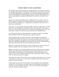 Common Spiders In and Around Homes