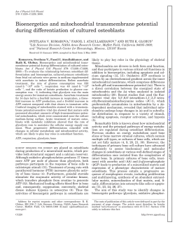 Bioenergetics and mitochondrial transmembrane - AJP-Cell