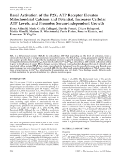 Basal Activation of the P2X7 ATP Receptor Elevates