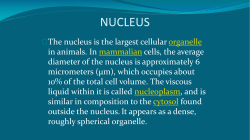 NUCLEUS