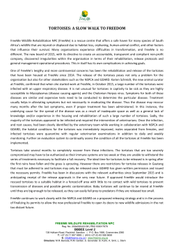 tortoises: a slow walk to freedom