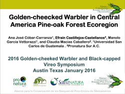 Golden-cheeked Warbler in Central America Pine