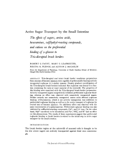Active Sugar Transport by the Small Intestine The