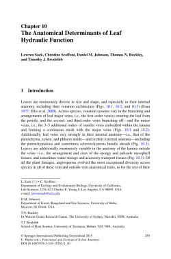 The Anatomical Determinants of Leaf Hydraulic Function