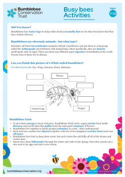 Busy bees activities – Ages 7-10