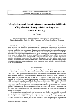 Morphology and fine structure of two marine tubificids