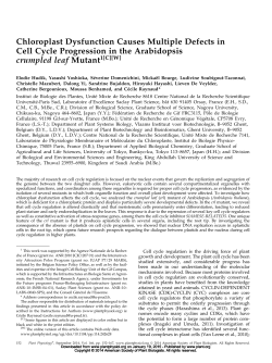 Chloroplast Dysfunction Causes Multiple Defects in Cell Cycle