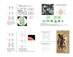 If heterogametic (XY) If homogametic (XX)