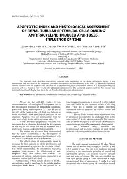 apoptotic index and histological assessment of renal tubular