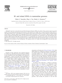 B1 and related SINEs in mammalian genomes