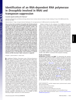 Identification of an RNA-dependent RNA polymerase in