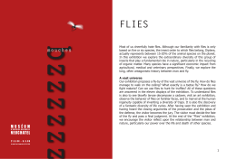 Most of us cheerfully hate flies. Although our familiarity with flies is