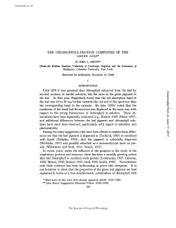 THE CHLOROPHYLL-PROTEIN COMPOUND OF THE GREEN