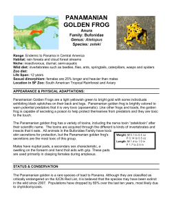 PANAMANIAN GOLDEN FROG