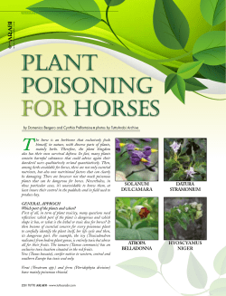 plant poisoning for horses