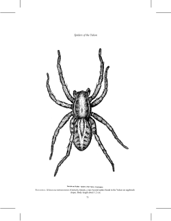 Spiders of the Yukon - Biological Sciences