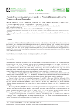 Thismia brunneomitra, another new species of Thismia