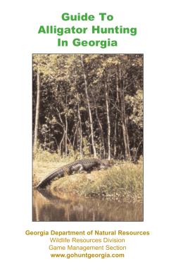 Guide To Alligator Hunting In Georgia