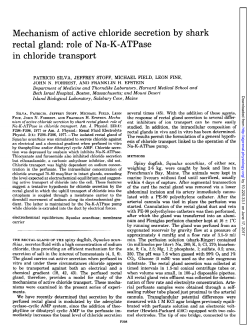 Mechanism of active chloride secretion by shark rectal gland: role of