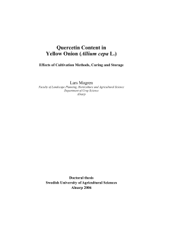 Quercetin content in yellow onion (Allium cepa L.)