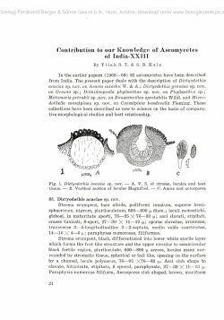 Contribution to our Knowledge of Ascomycetes of India