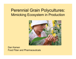 Perennial Grain Polycultures:
