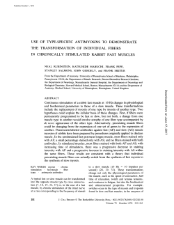 use of type-specific antimyosins to demonstrate the transformation of