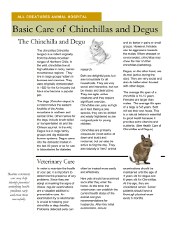 Chinchilla and Degu Basic Care - All Creatures Animal Hospital