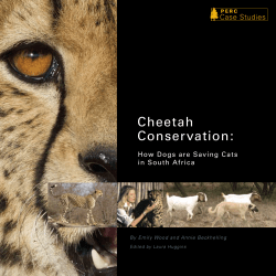 Cheetah Conservation: