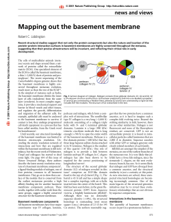 Mapping out the basement membrane