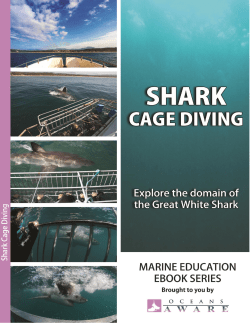 shark cage diving in south africa