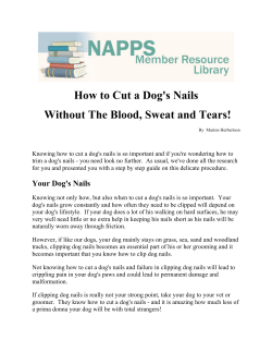 How to Cut a Dog`s Nails Without The Blood, Sweat and Tears!