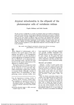 Atypical Mitochondria in the Ellipsoid of the Photoreceptor Cells of