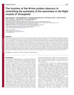 The function of the M-line protein obscurin in