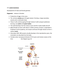 Oogenesis - hrsbstaff.ednet.ns.ca