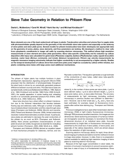 Sieve Tube Geometry in Relation to Phloem Flow
