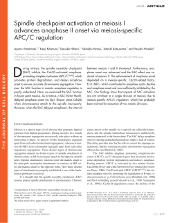 Spindle checkpoint activation at meiosis I advances anaphase II