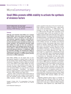 Small RNAs promote mRNA stability to activate the synthesis of