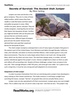 Secrets of Survival: The Ancient Utah Juniper
