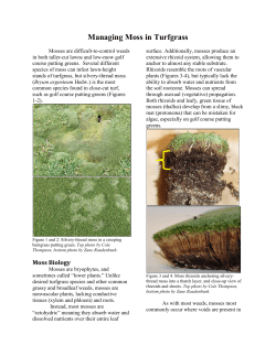 Managing Moss in Turfgrass - K-State Plant Pathology