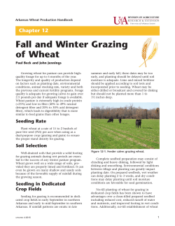 Fall and Winter Grazing of Wheat