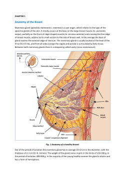 Anatomy of the Breast