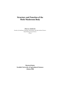 Structure and Function of the Moth Mushroom Body